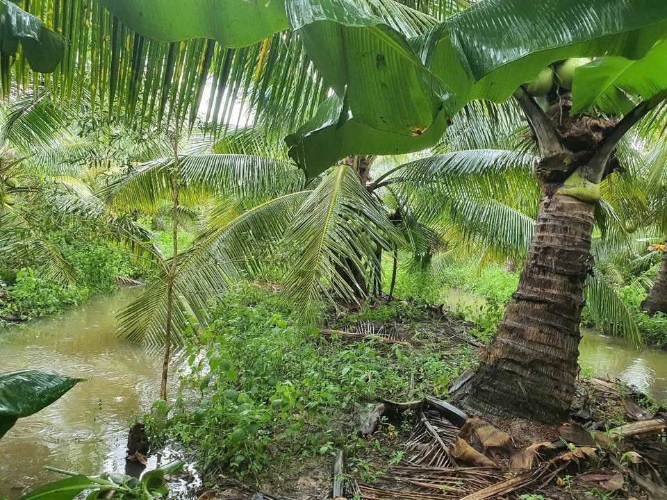 Bán Gấp Vườn Dừa Tơ 10.000m² Sinh Lời Cao Tại Trà Vinh