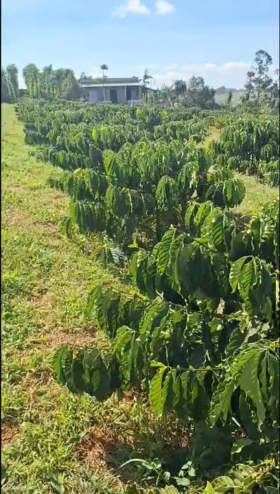 Đất nền Gia Nghĩa 6000m² - Sổ đỏ chính chủ, tiềm năng tăng giá!