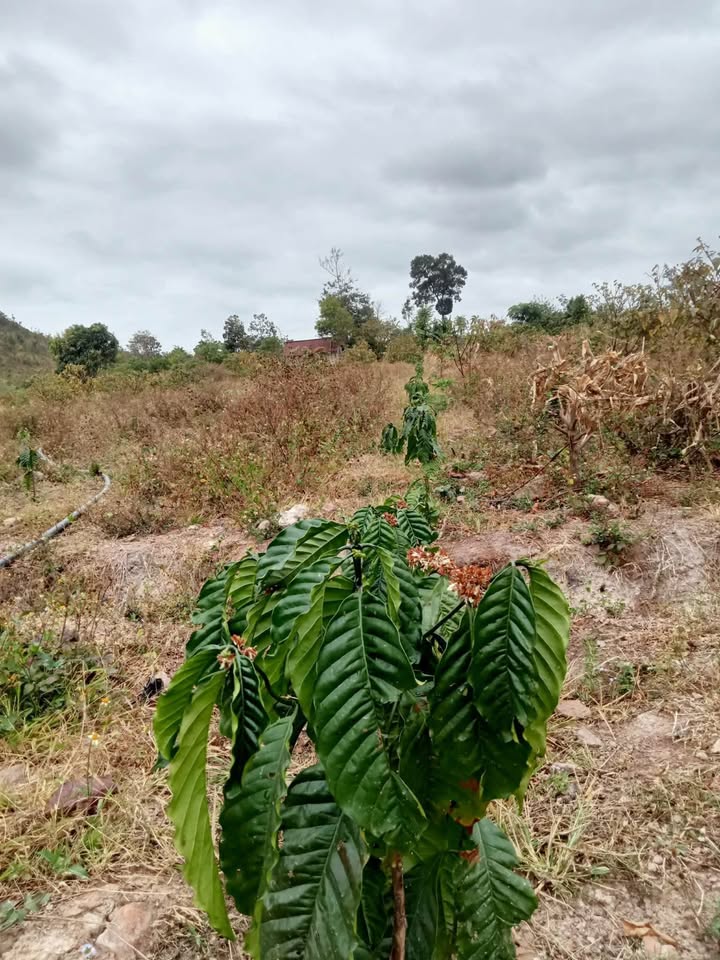 Bán Gấp Đất Vườn Ea M'đroh, Krông Pắc - 18.000m² Giá Tốt