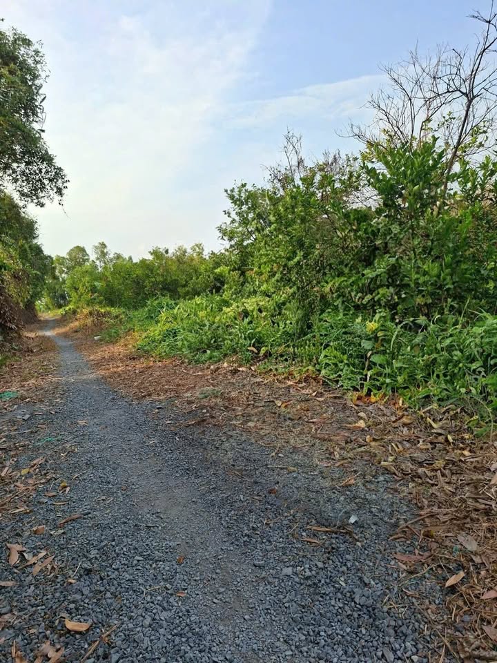 Đất Nền Bình Đức, Bến Lức 3625m² giá 1.813 tỷ - Sổ Đỏ Chính Chủ!