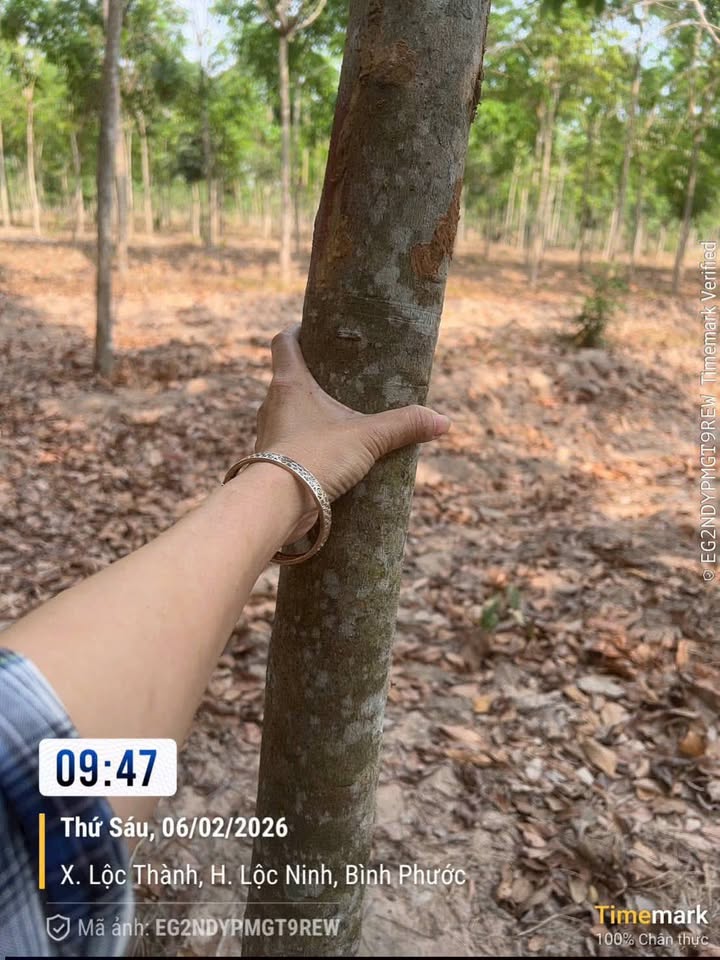 Đất Cao Su Lộc Thành, Bình Phước - 2ha Sổ Hồng, Giá 2.8 Tỷ