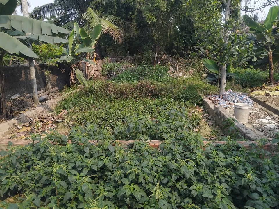 Bán Đất Thủy Nguyên 62m² - Ô tô Đỗ Tận Nơi, Giá 1.1 Tỷ