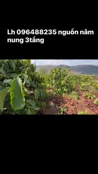 Bán Gấp Đất Vườn 23.000m² Xã Nâm Nung, Krông Nô - Giá 850 Triệu