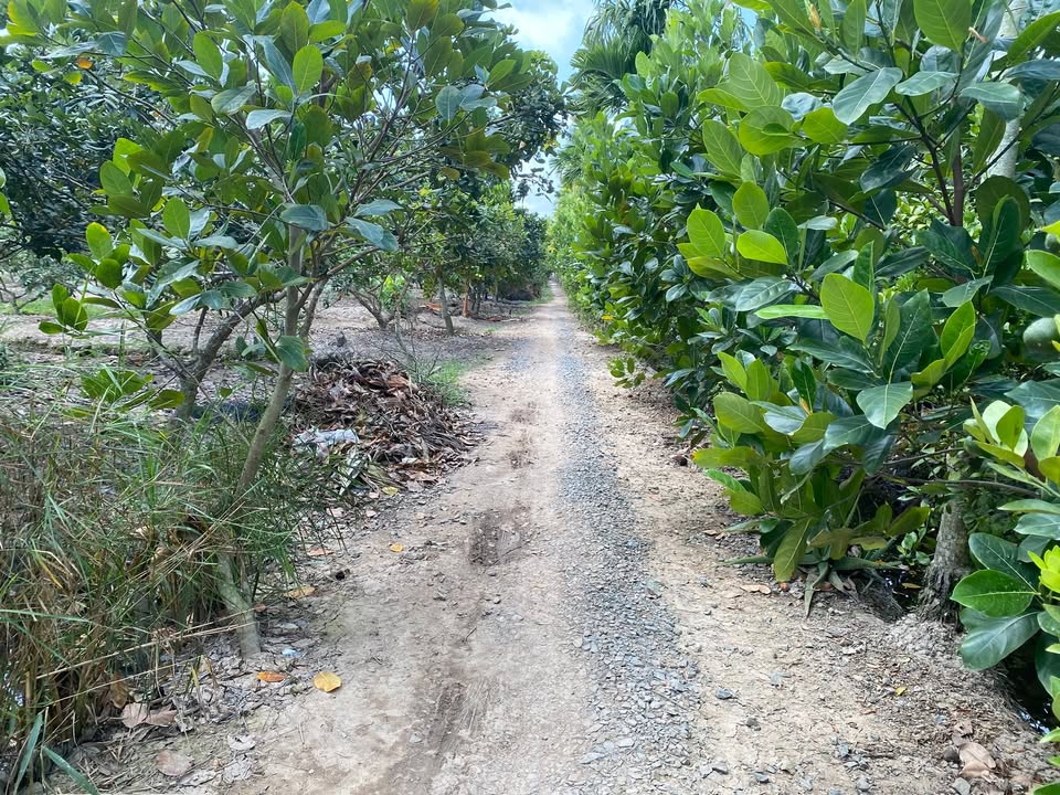 Bán Đất Vườn 3200m² Vĩnh Long - Giá Tốt, Sẵn Vườn Cây Ăn Trái