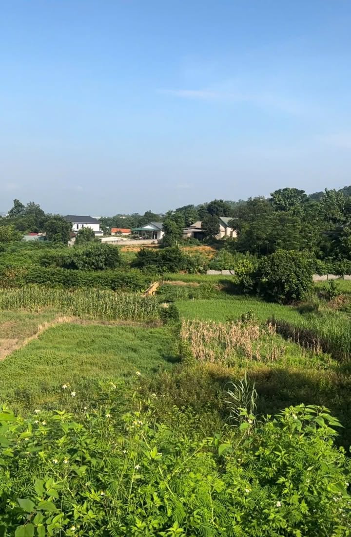 Đất Ba Vì 2300m² - Sổ Đỏ Thổ Cư, Đầu Tư Sinh Lời