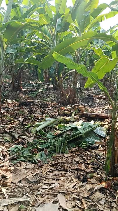 Đất nền 1000m² Xã Thanh Bình, Trảng Bom - Sổ đỏ chính chủ, 850 triệu