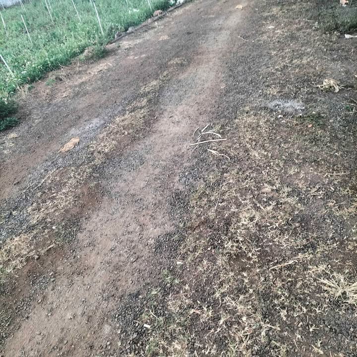 Cho thuê 2880m² đất trống Đức Trọng - Sẵn sàng khai thác