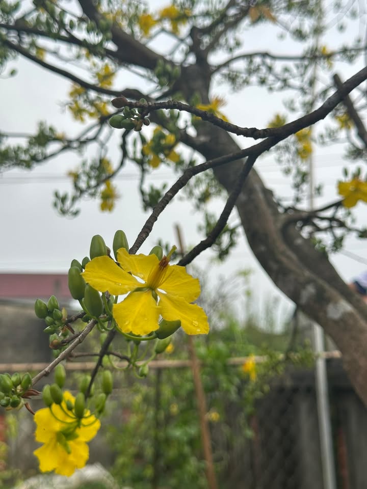 Đất nền 215m² Phường Hương Phong, Huế - Tiềm năng tăng giá vượt trội!