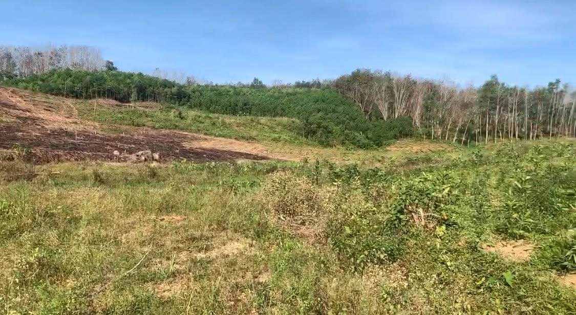 Đất vườn Hương Bình 6.000m² giá 1 tỷ - Nghỉ dưỡng lý tưởng