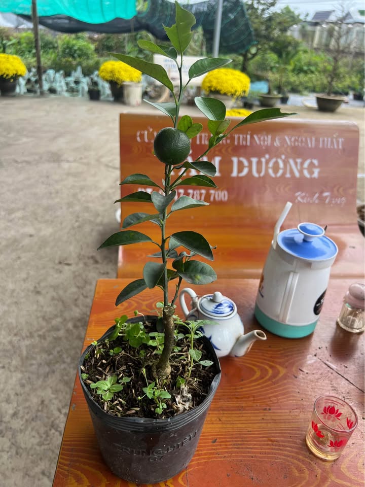 Đất Vườn Đăk Glong 2.7ha Đắk Nông - Sinh thái xanh, thu nhập ổn định!