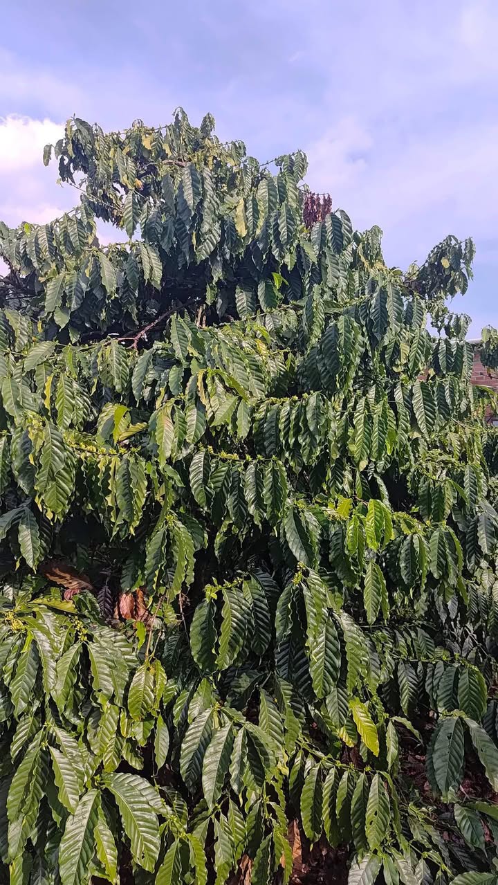 Đất nền Hòa Ninh, Di Linh 1440m² - Tiềm năng tăng giá vượt trội!