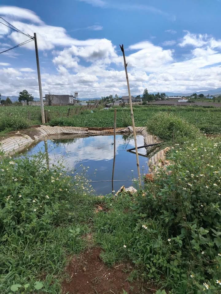 Bán Đất Vườn Tà Nung Đà Lạt 1.1ha - Nghỉ Dưỡng Lý Tưởng, Giá Đầu Tư!