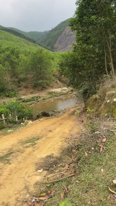 Đất Vườn Châu Phong, Quỳ Châu 150.000m² - Sổ đỏ chính chủ!