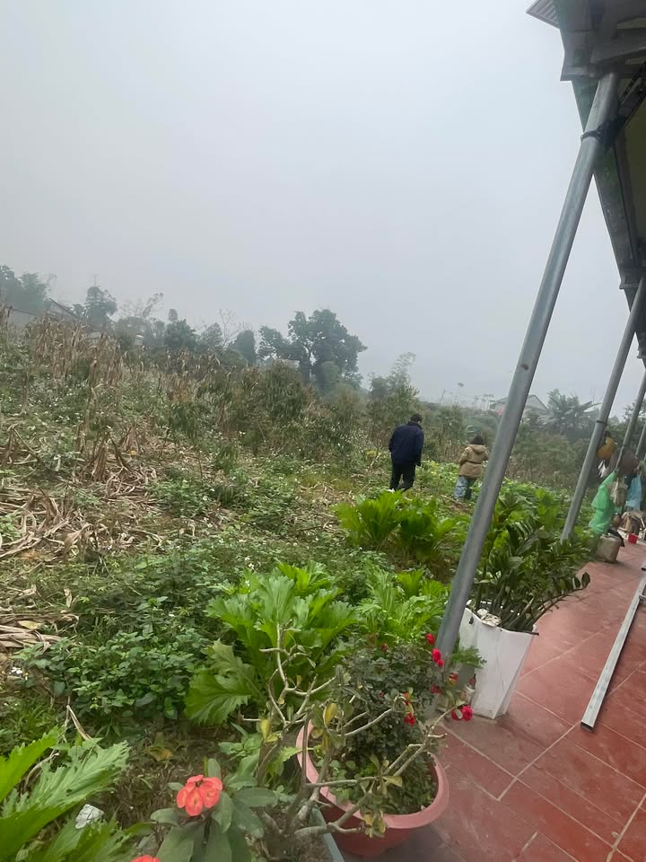 Đất vườn Thanh Sơn 2000m² giá 1.05 tỷ - Nghỉ dưỡng lý tưởng!