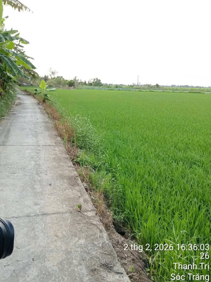 Đất Vườn Sóc Trăng - 3600m² Cần Bán Gấp, 2 Mặt Tiền Lộ