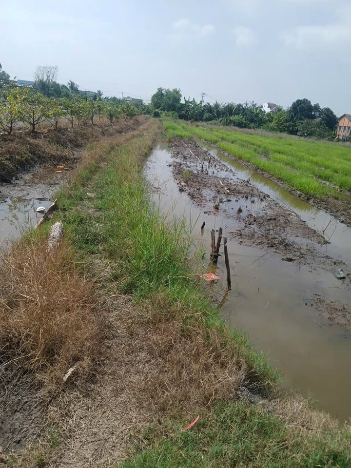 Đất Lúa Mỹ Lạc, Thủ Thừa 2600m² - Tiềm năng tăng giá vượt trội!