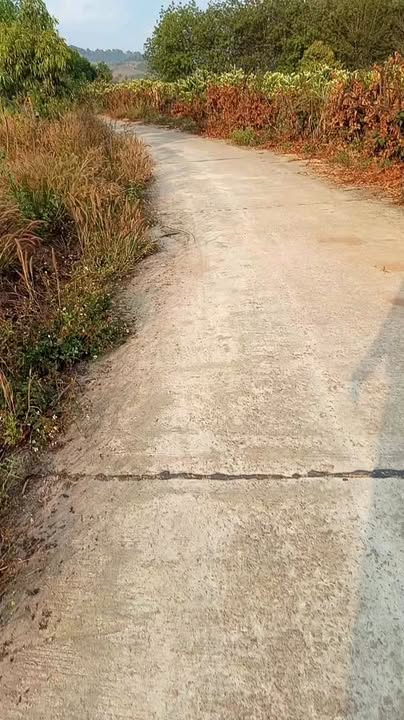 Rẫy Đăk Long Đăk Hà Kon Tum 1.4ha giá 1 tỷ - Đầu tư dài hạn