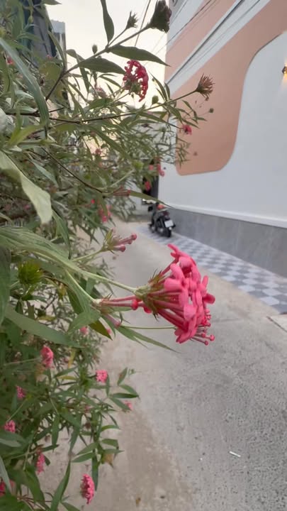 Nhà Góc 2 Mặt Tiền Hẻm 8 Trần Chiến, Cần Thơ - 54m² Giá 2.45 Tỷ