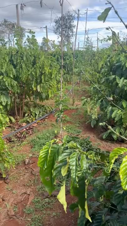 Đất Vườn Gia Lai 3800m² - 500 Cây Cà Phê, 200 Gốc Chanh Dây - Hơn 1 Tỷ