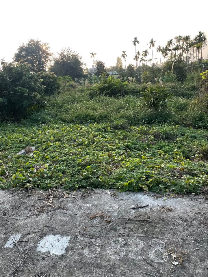 Đất nền Khu phố 8, Thanh Sơn, Uông Bí 97m² - Đường to ô tô