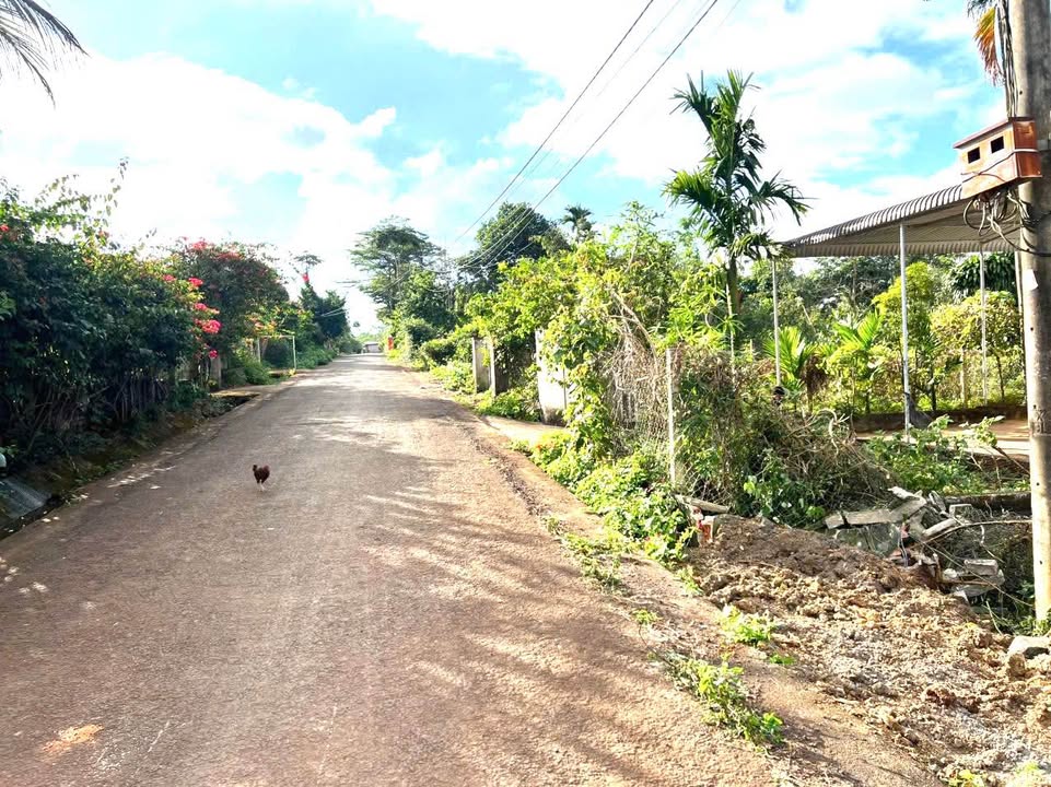 Đất Vườn 1050m² MT 12m Phường Tân Lập, Buôn Ma Thuột - Giá Đầu Tư 3.9 Tỷ