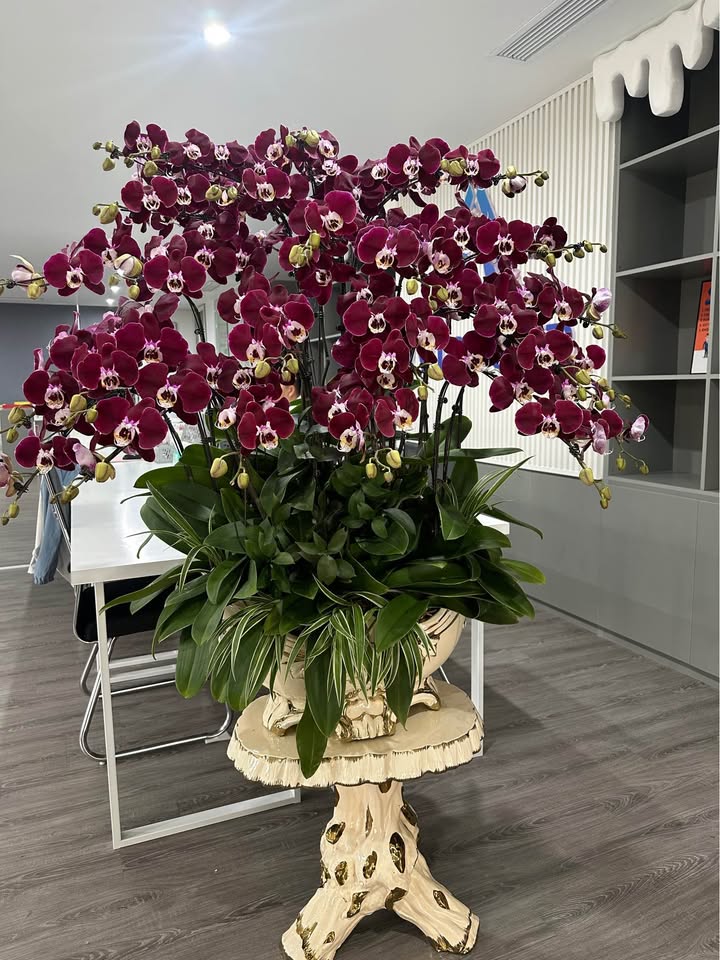 Đất nền 47.3m² Nguyễn Văn Cừ, Hạ Long - Oto tận nơi, giá 1.x tỷ