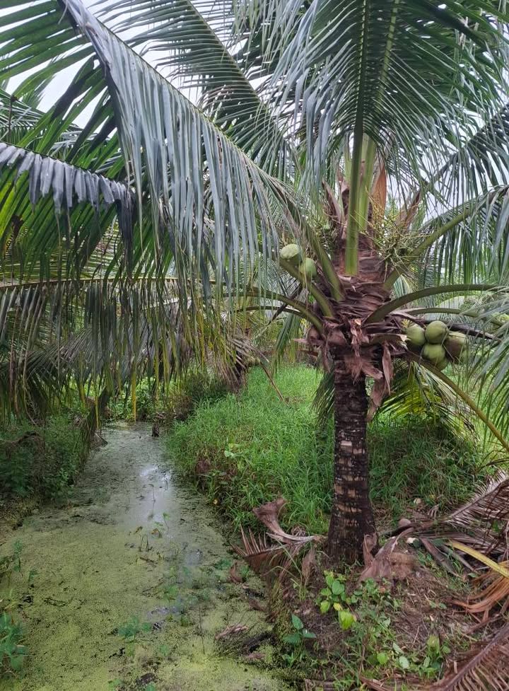 Đất Vườn Bến Tre 500m² - Sẵn Vườn Dừa Trái, Giá 550 Triệu