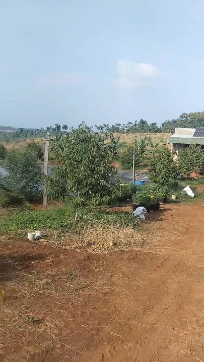 Bán 2.6ha vườn sầu riêng Phú Nghĩa Bù Gia Mập giá 4.3 tỷ - Đầu tư dài hạn