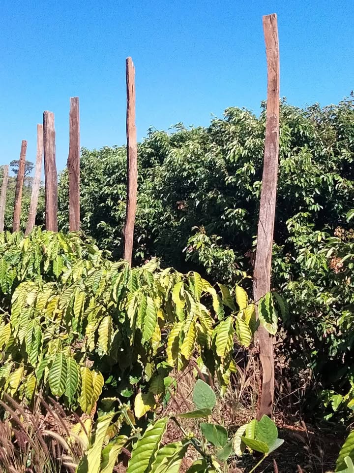 Đất Vườn Đắk Nông 10.000m² Giá 980 Triệu - Tiềm Năng Sinh Lời Cao