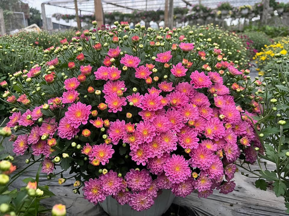 Đất Nền 150m² Phường Trương Quang Trọng, TP. Quảng Ngãi - Sổ Đỏ Sẵn Sàng