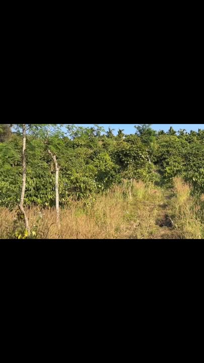 Đất vườn Đắk Sắk Đắk Mil 10.000m² giá 1 tỷ - Giá đầu tư tốt!