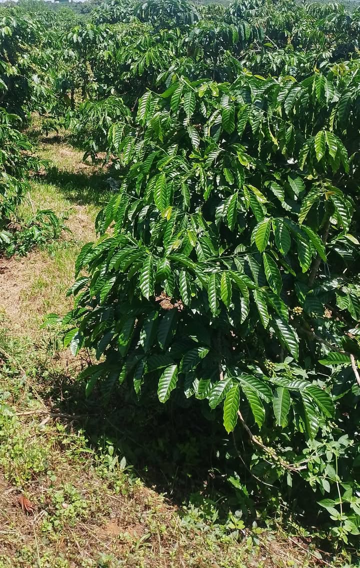 Đất vườn Tân Thanh, Lâm Hà 1.6ha giá 2.7 tỷ - Sinh thái xanh