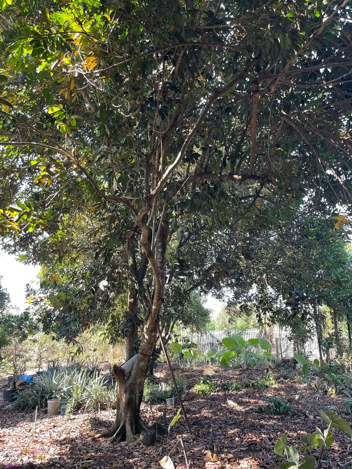 Bán Gấp Đất Vườn 720m² Đồng Nai - 2 Mặt Tiền Đường, Sẵn Vườn Chôm Chôm & Dừa