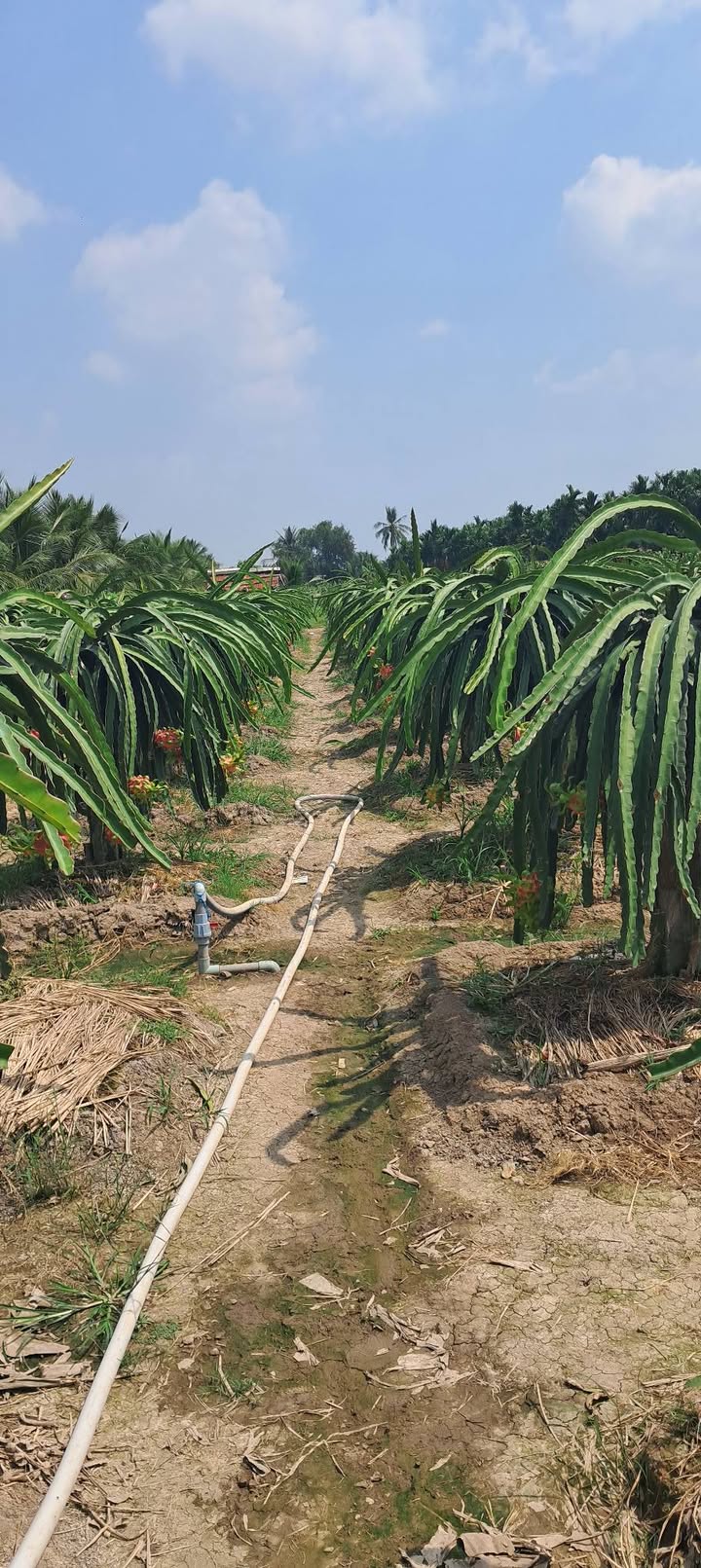 Đất vườn Chợ Gạo, Tiền Giang 3380m² - Tiềm năng tăng giá vượt trội!