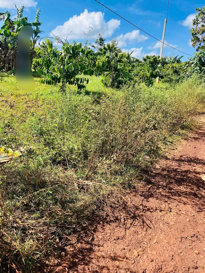 Đất nền Ea D'Rơng 1440m² 1.45 tỷ - Sổ đỏ chính chủ, xây dựng tự do!