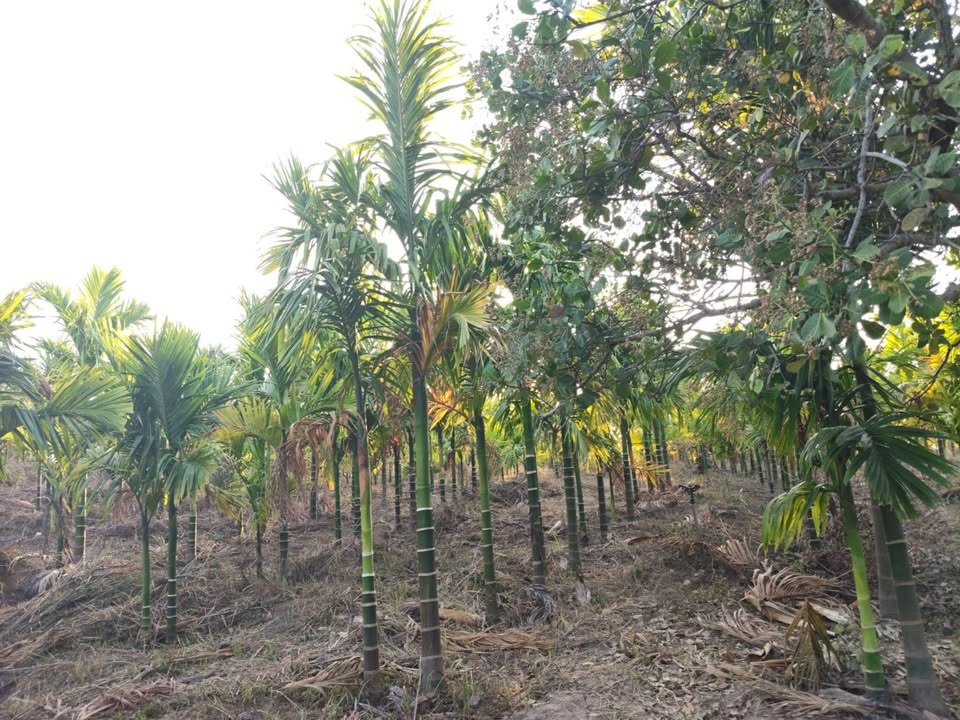 Đất nền 4.3ha Ea M' Doal, M'Đrắk - Đường lớn, tiềm năng tăng giá!