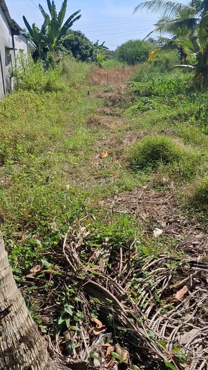 Bán Đất Nền 1160m² Xã Tân Hòa, Phong Điền - Giá 790 Triệu