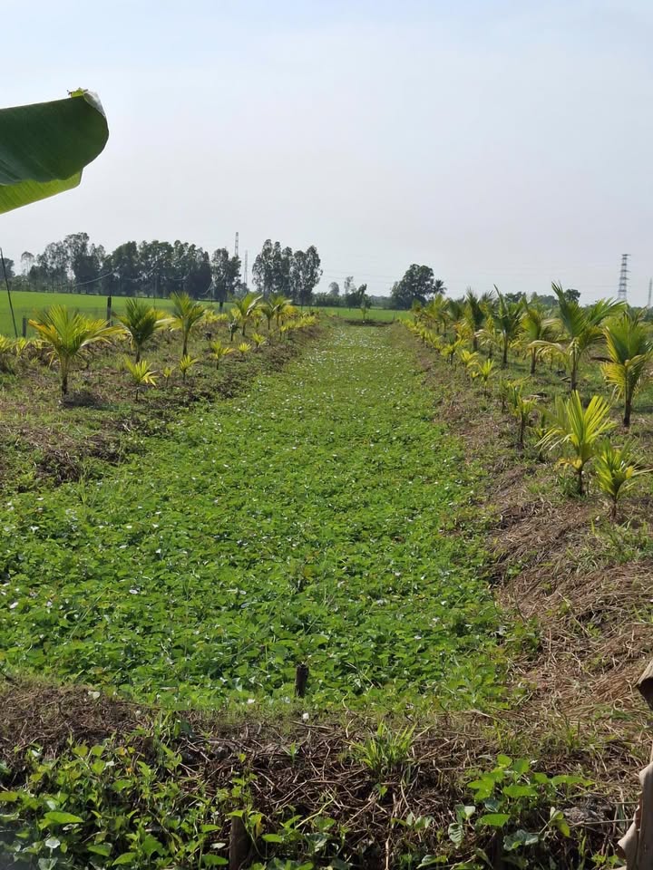 Đất nền Thạnh Hoà, Thốt Nốt 5633m² - Tiềm năng tăng giá vượt trội!