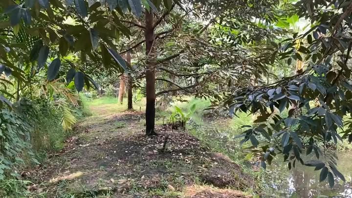 Đất nền Cần Thơ 4458m² - Sổ đỏ chính chủ, đường ô tô