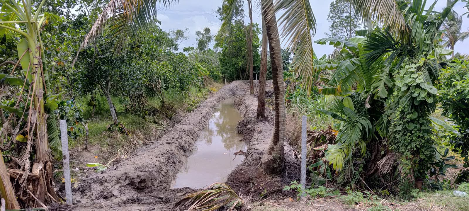 Đất vườn Phong Điền Cần Thơ 1724m² 3.448 tỷ - Đầu tư dài hạn