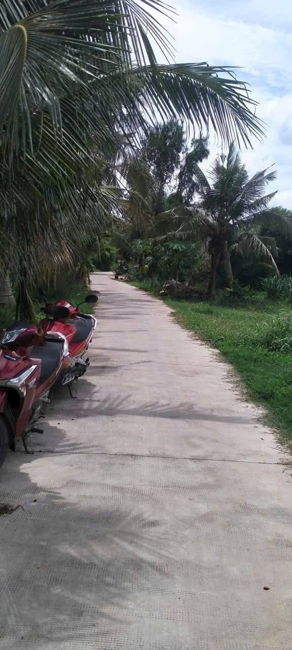 Bán Gấp Đất Vườn Dừa Xiêm Bến Tre 5000m² - 1.9 Tỷ