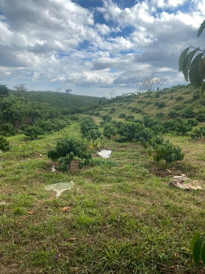 Đất vườn Bảo Lộc 5700m² - Sổ đỏ chính chủ, giá tốt đầu tư!