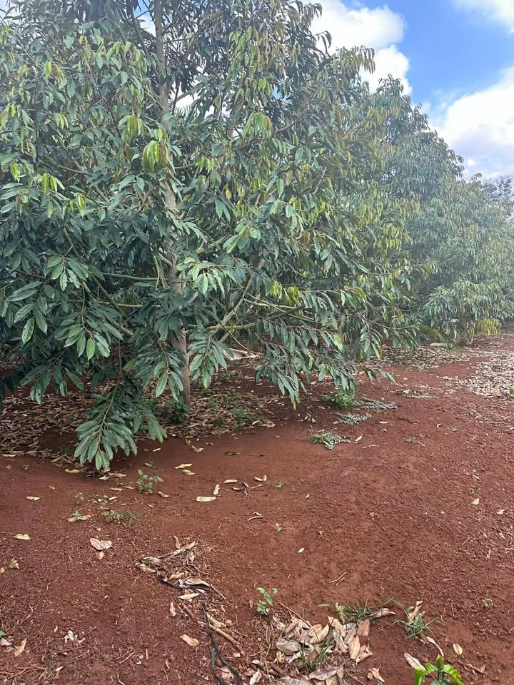 Vườn Sầu Riêng Ea Hồ 2520m² - Cơ Hội Đầu Tư Dài Hạn!