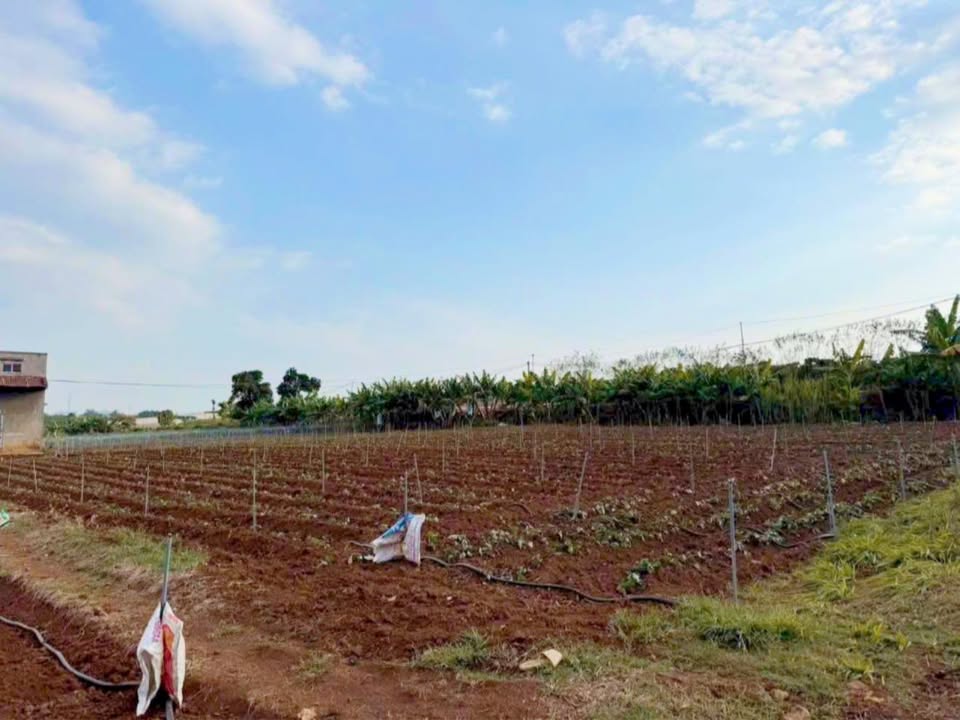 Bán Đất Vườn 5400m² Đức Trọng - Sổ Đỏ, Mặt Tiền Rộng 52m