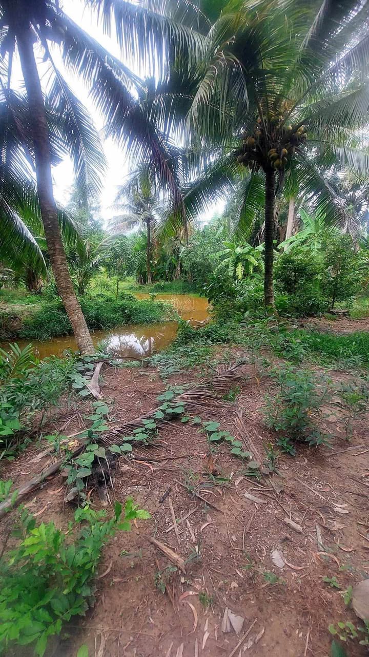 Đất vườn Nguyệt Hóa 2200m² giá 1.6 tỷ - Sinh thái xanh mát lành!