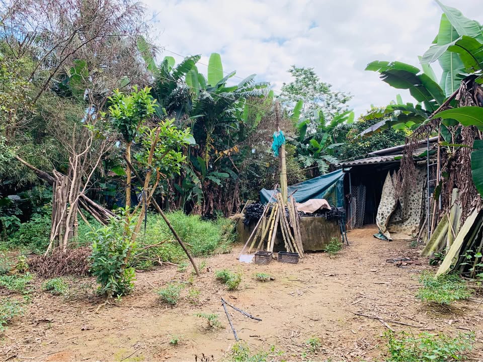 Đất Vườn Huyện Sơn Tịnh 3000m² - Nghỉ Dưỡng Lý Tưởng!