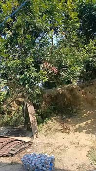 Bán 2.5ha Vườn Cà Phê Đắk Nuê Lắk 4 Tỷ - Đầu Tư Dài Hạn Sinh Lời