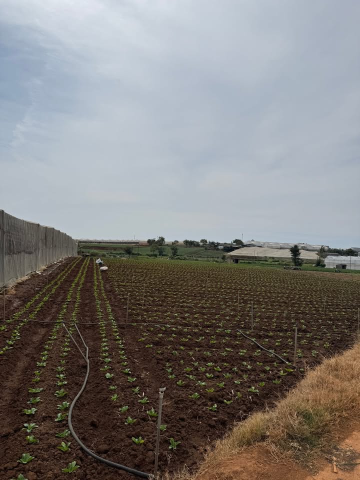 Đất Nền Đơn Dương 720m² - Mặt Đường Bê Tông, Sẵn Sàng Xây Nhà Kính