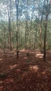 Đất Vườn 1.8ha Thạch Màng, Đồng Phú - View Suối, Giá 2 Tỷ