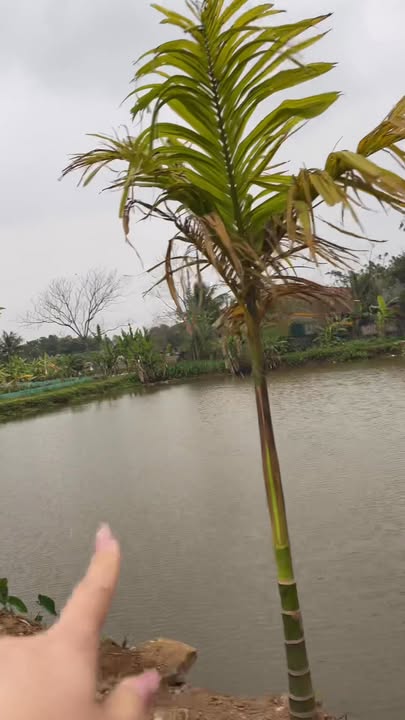 Bán Đất Thổ Cư 800m² Nga Thành, Thanh Hóa - Mặt Tiền Rộng 21.6m - Giá Tốt